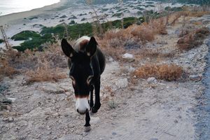 Los burros del Parque Nacional de Dipkarpaz, Chipre