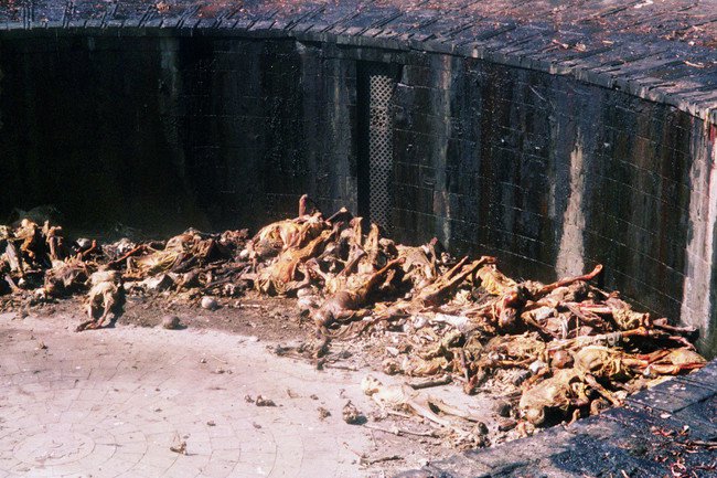 Borrador automático