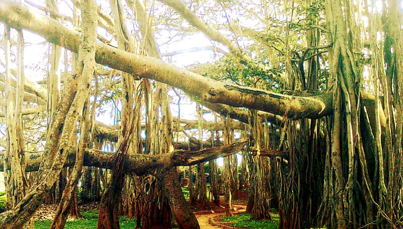 Borrador automático