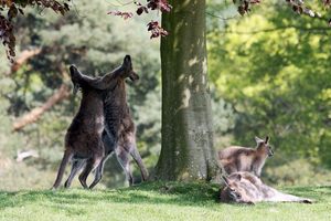 Los jardines y lagos de Leonardslee en Lower Beeding, Inglaterra