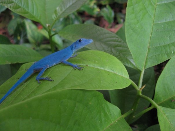 Los lagartos azules de la isla Gorgona en Guapi, Colombia 1