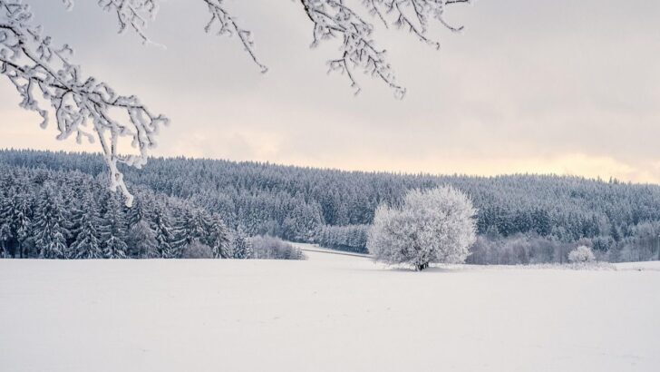 Árbol solitario en un campo cubierto de nieve con bosque al fondo