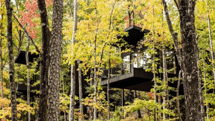 Cabaña moderna suspendida entre árboles en un bosque otoñal