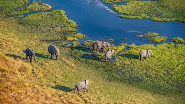 Grupo de elefantes caminando en el Delta del Okavango en Botswana