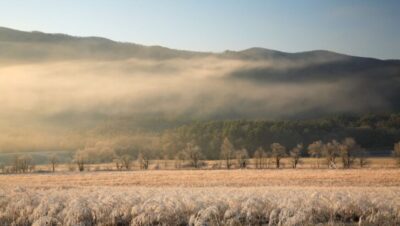 Paisaje nevado con árboles y montañas al fondo en un parque nacional